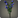 Blue Campanulas.png