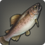 Princess Trout