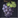Lowland Grapes.png