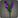 Purple Campanulas.png