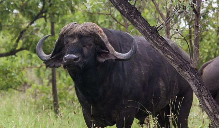 Cape Buffalo | Wiki Fandom