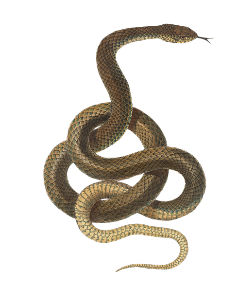 Il Serpente