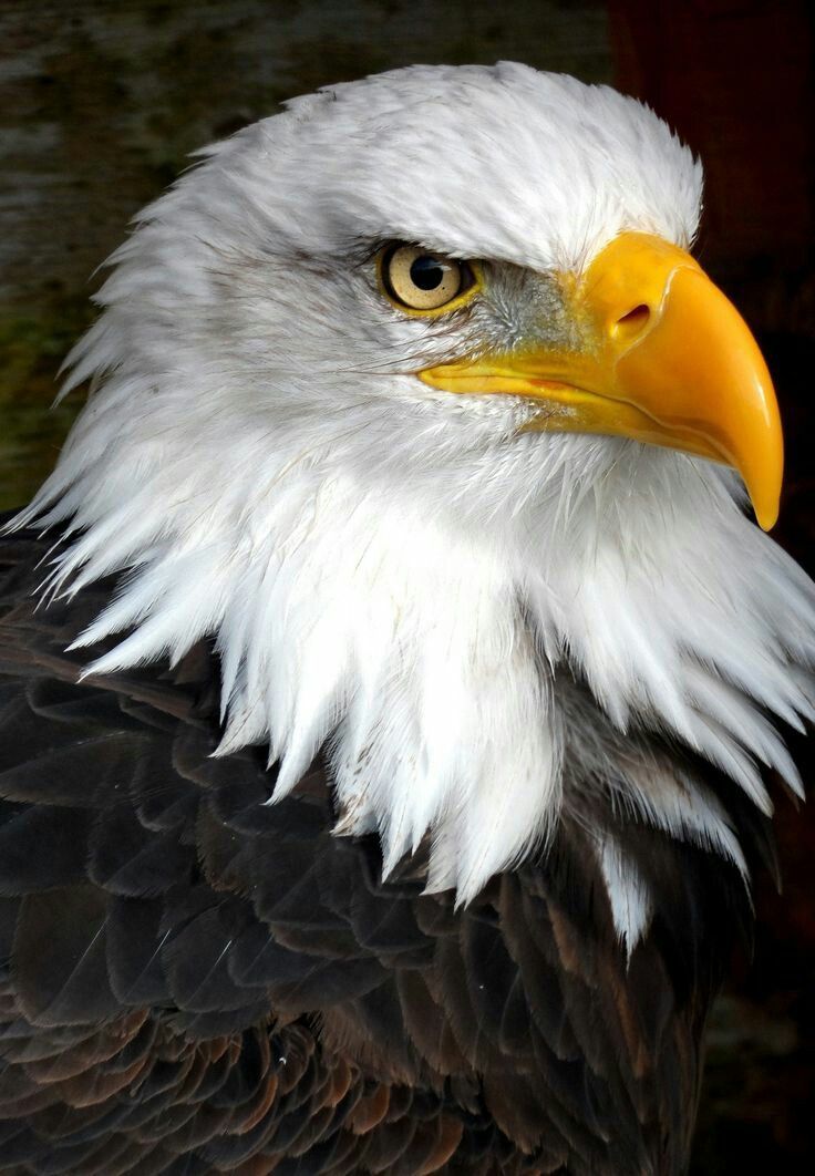 Águila (El Mundo Real) | Ficción Sin Límites Wiki | Fandom