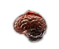 Etapa6NeuraxWorm.png (96 kB) Etapa 6