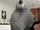 Loro (El Mundo Real)