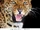 Leopardo Africano
