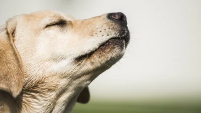 Los perros poseen sentidos más avanzados que los de los humanos, como el olfato y el oído.