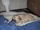 Pug (El Mundo Real)