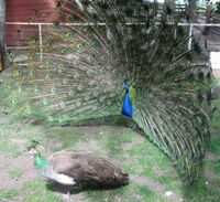 654px-Peacock courting peahen