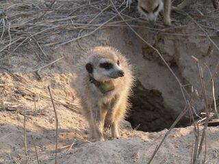 Serengeti VRVF058jpg