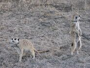 Almendra y Willson como los dominantes en Abril 2013