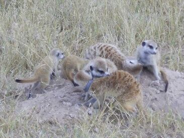 Serengeti Scent Marking