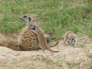 Lince de niñera de sus primeros hijos en 2013.