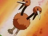 Doduo