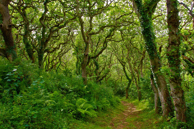 Woodland habitat