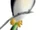 Crested Swoop