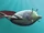 Reef glider