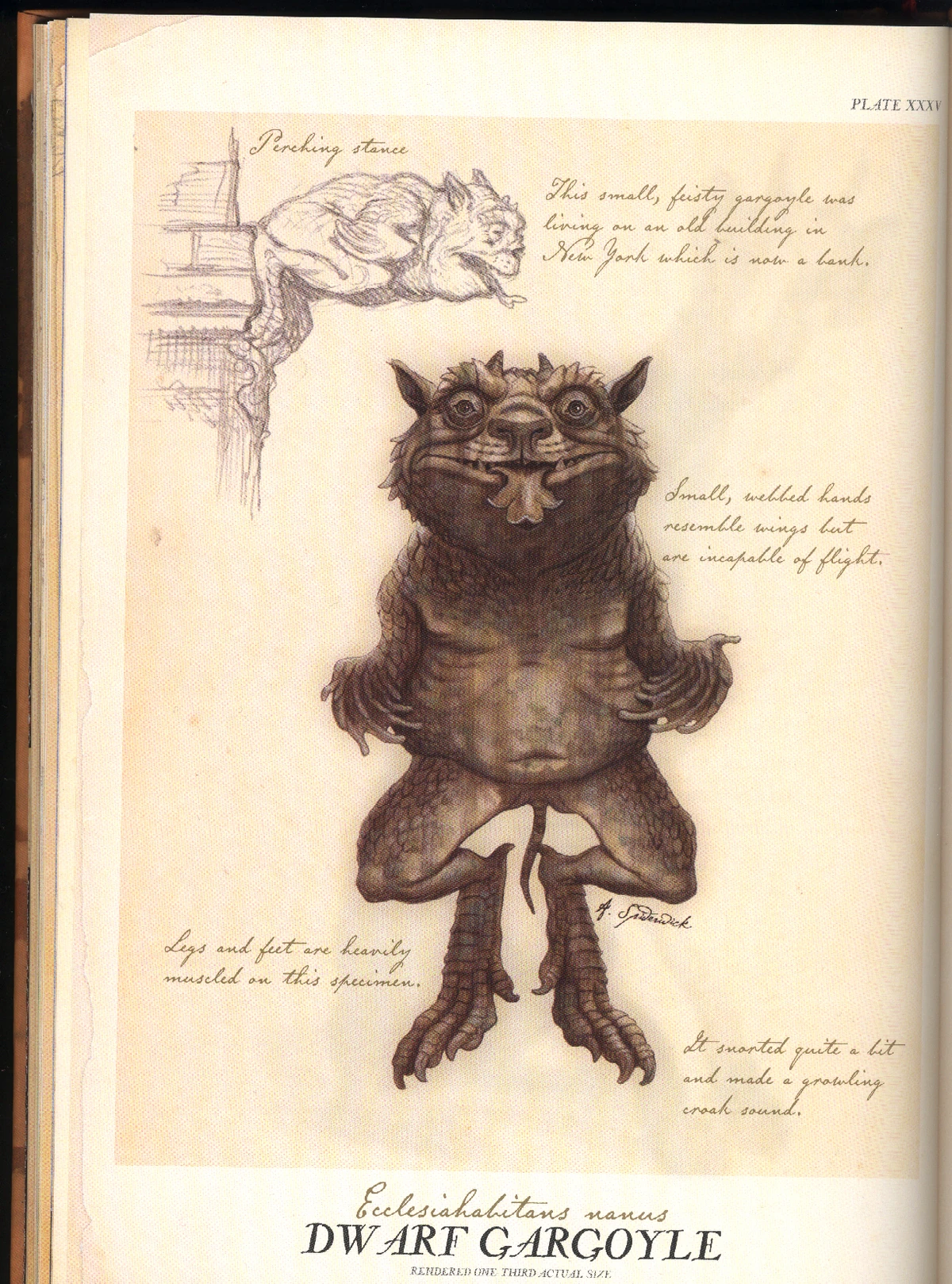 Dwarf Gargoyle Fiction Taxonomy Wiki Fandom