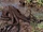 Swampus