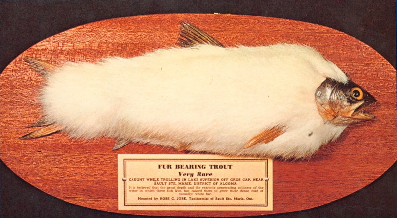 The Hairy Trout