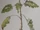 Arctium longevus