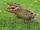Crocoduck