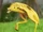 Bananostrich