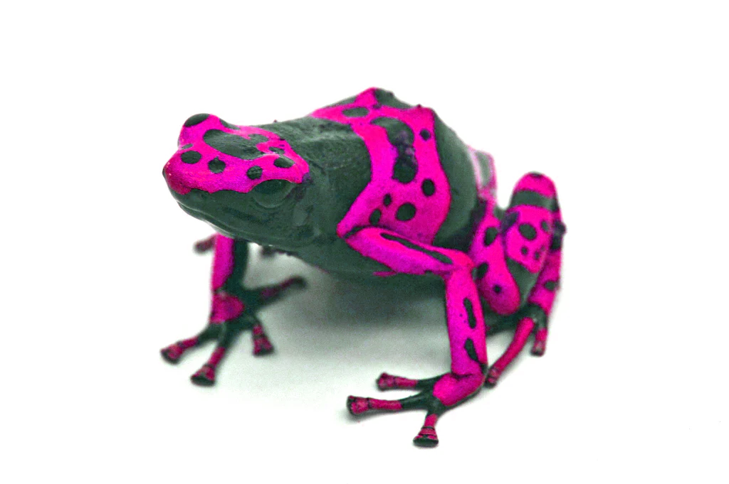 pink poison arrow frog