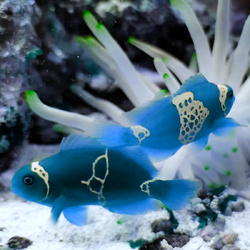 are there blue clown fish