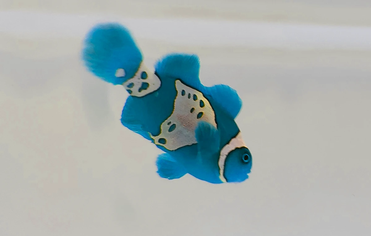 Electric Blue Clownfish | Fiction Taxonomy Wiki | Fandom