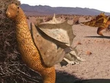 Desert hopper