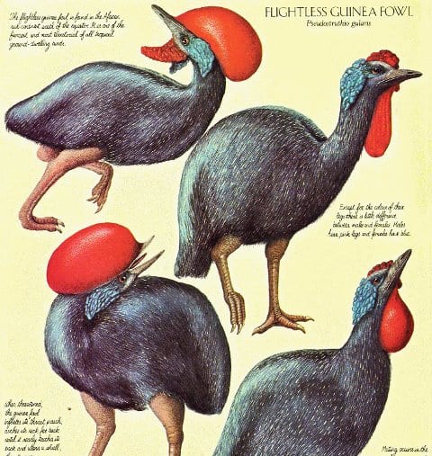 Domestic guineafowl - Wikipedia