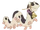 Cowapillar