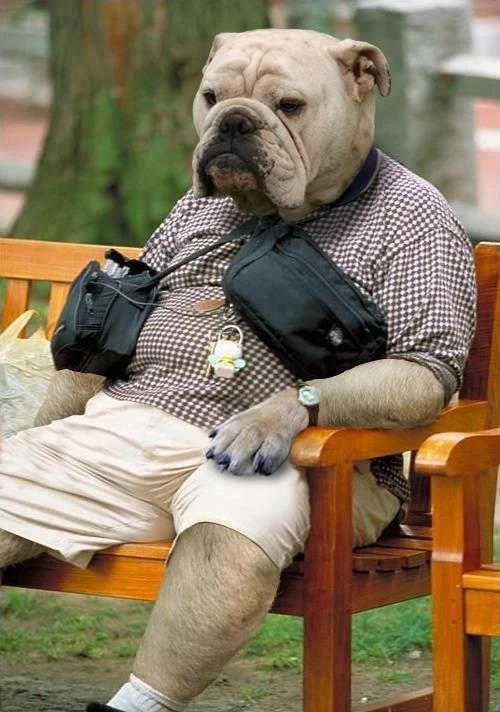 Humanoid Dog Fiction Taxonomy Wiki Fandom