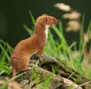 Weasel2