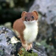 Weasel3