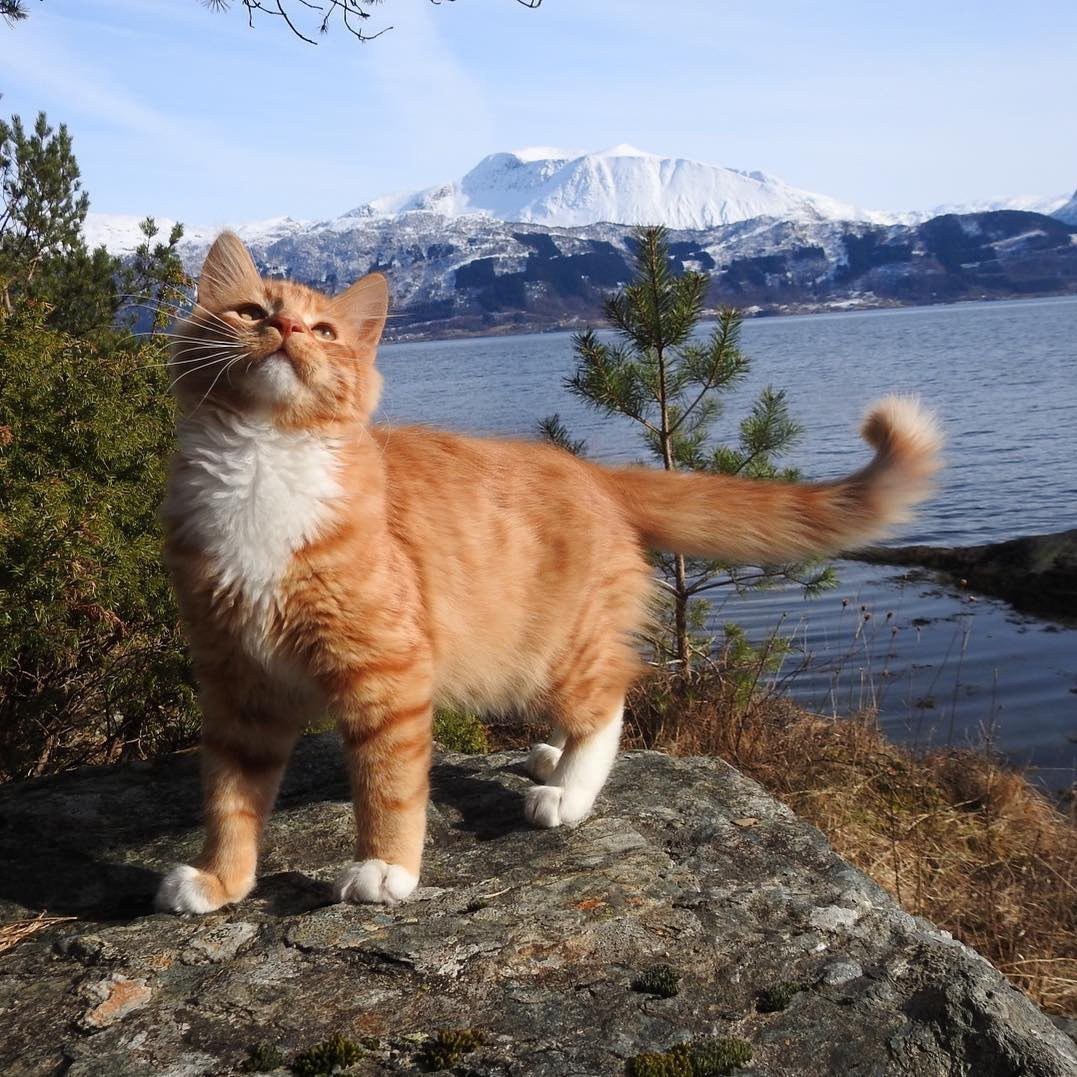 Файл:Norwegian Forest Cat in snow (closeup).jpg - Википедия