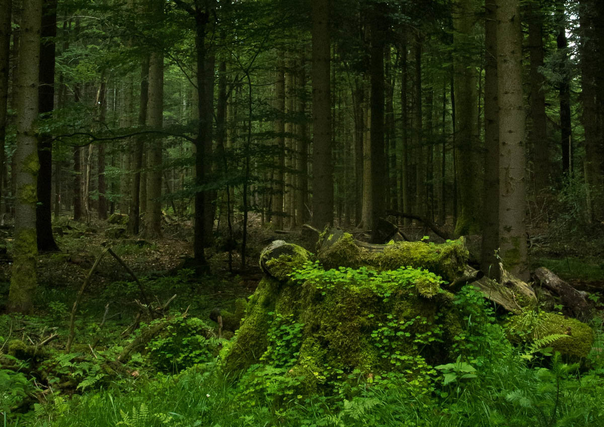 Sombre forêt on Behance Nature inspiration, Adobe photoshop lightroom, Photoshop
