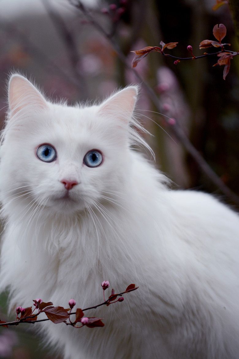 7 Beautiful White Cat Breeds That Are Best To Adopt - Anything Kitty