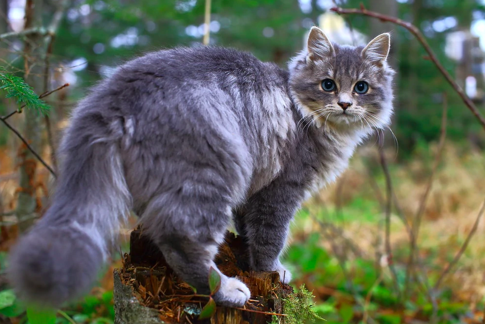 Норвежская лесная кошка: уникальные черты и происхождение породы Кот из Бочки Дз