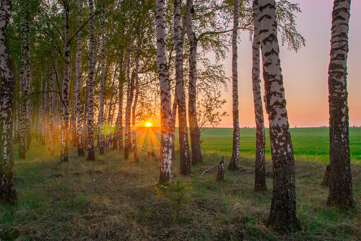 Рощица. Белорусская Березовая роща. Березовая роща Челябинская область. Берёзовые Рощи России. Русский лес Березовая роща.