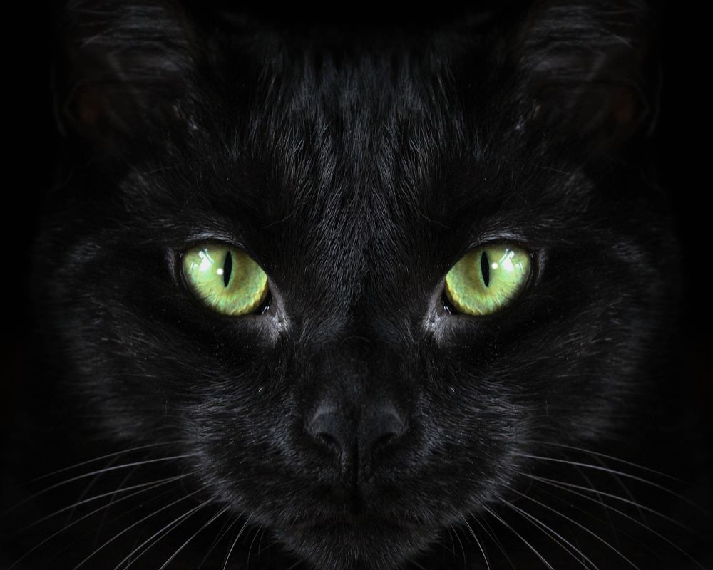 Pin by Linda Riego on Cats Fluffy black cat, Cats, Pretty cats