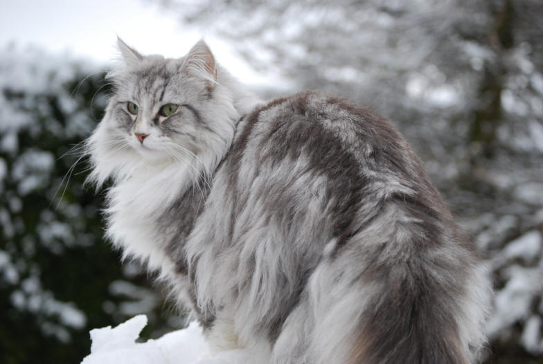 Норвежский лесной кот фото