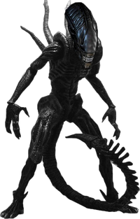Xenomorph