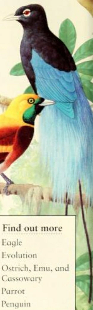 Blue Bird-of-Paradise | FictionRulezForever Wiki | Fandom