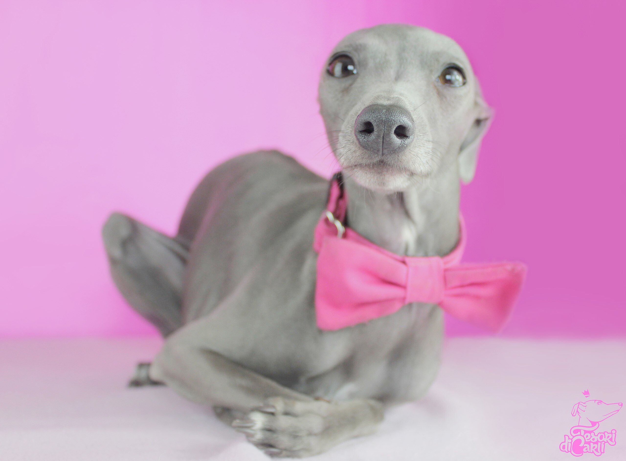Greyhound bow cheap
