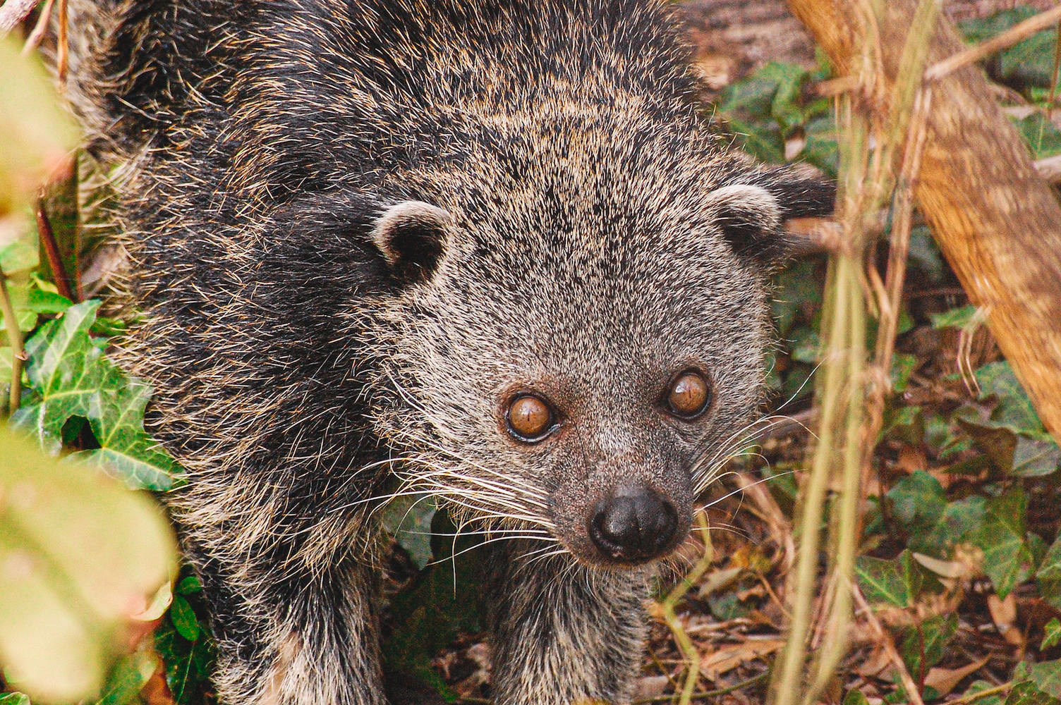 Binturong | FictionRulezForever Wiki | Fandom