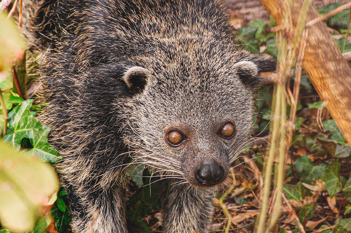 激レア！ ビントロング（Binturong / Bear cat）の頭骨