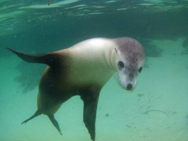 australian sea lion