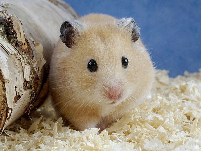 Syrian Hamster, Hamsters Wiki